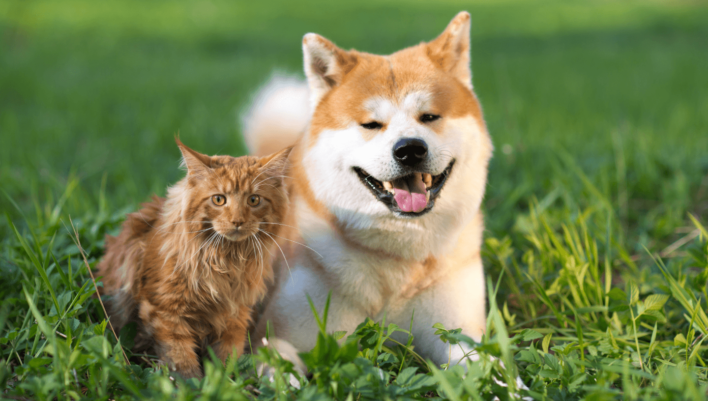 Happy Pet