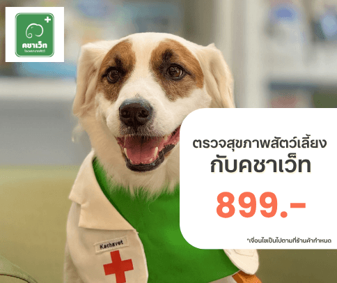 Pet Friendly Cafe' - Let's GOOOOOOOO