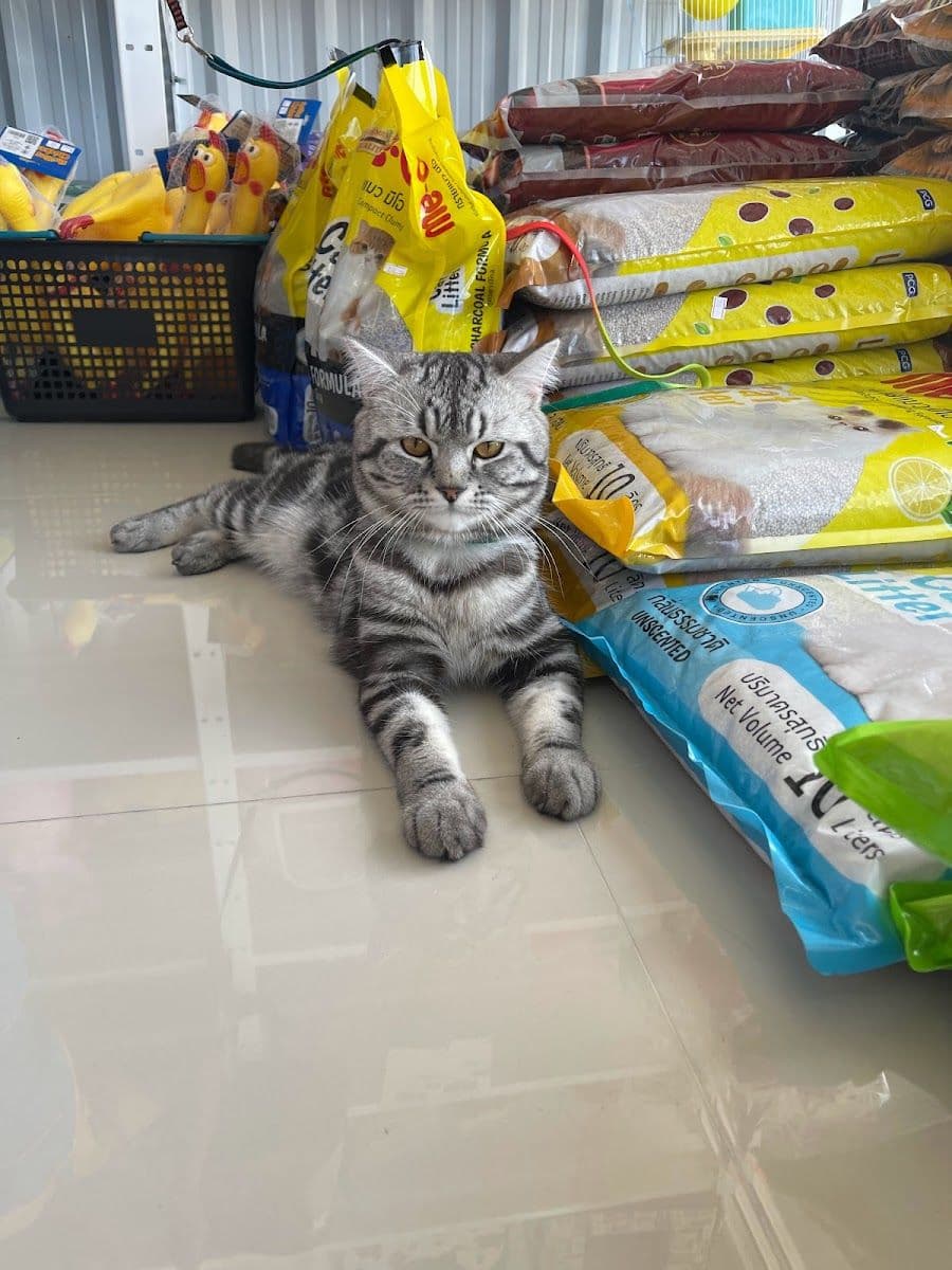 PP PET MART gallery 7