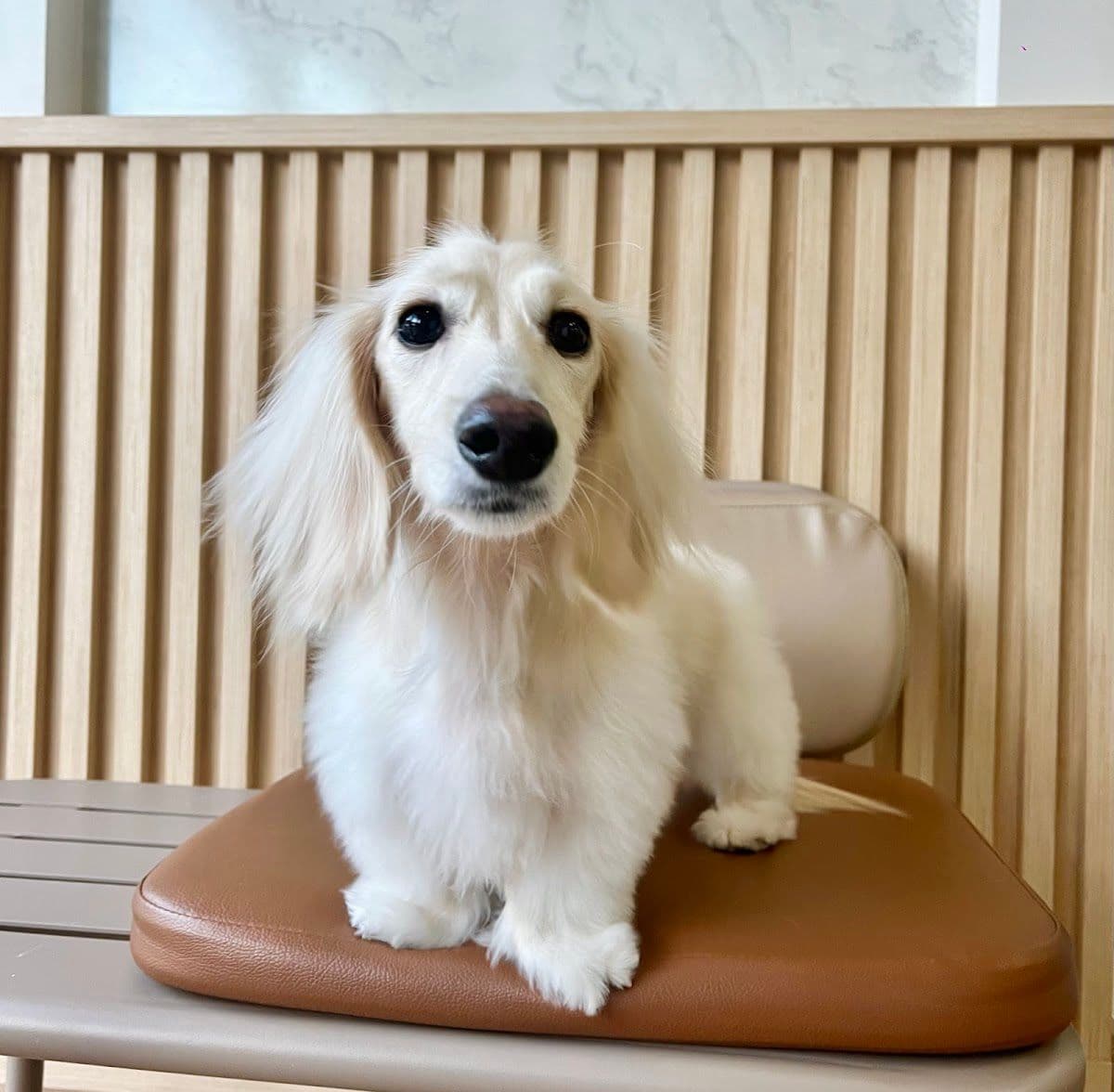 Midori pet grooming gallery 5