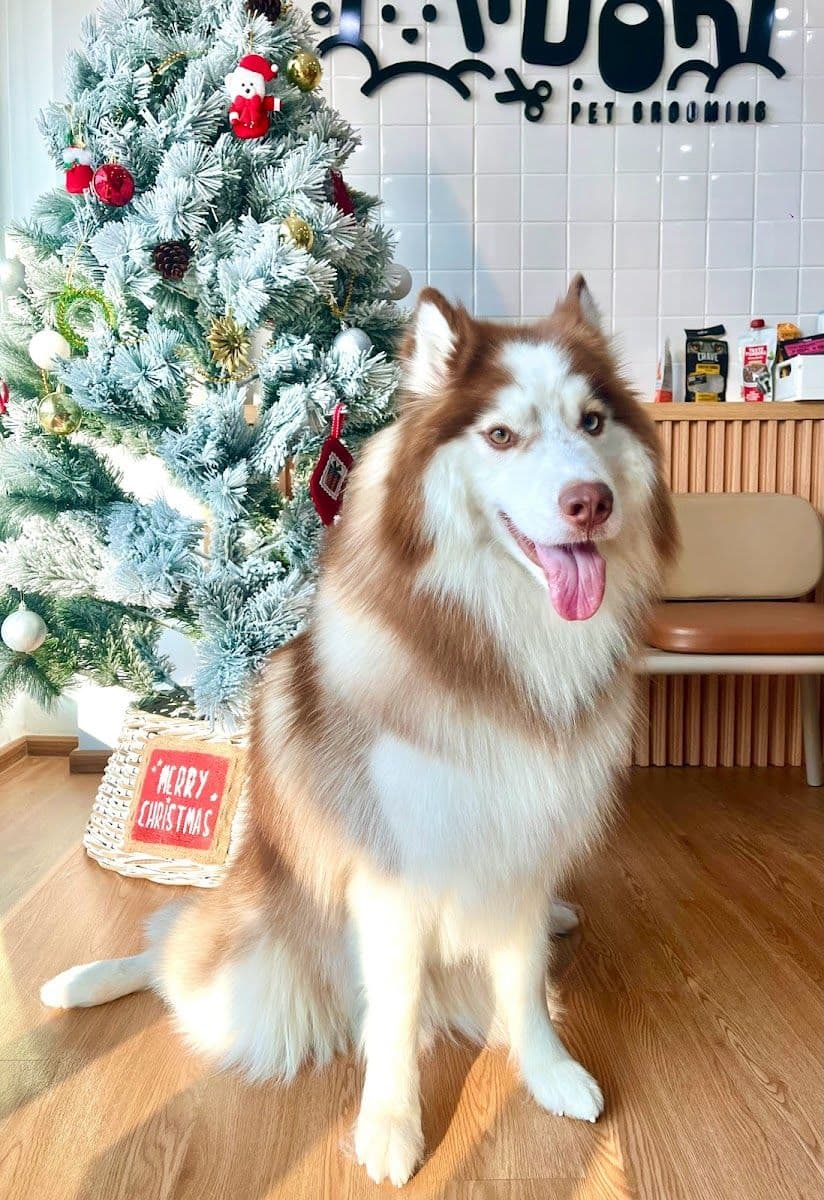 Midori pet grooming gallery 7