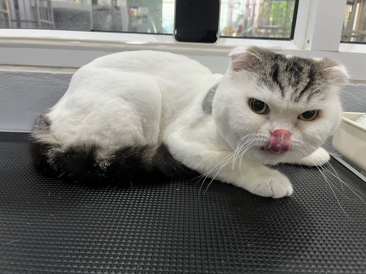 Midori pet grooming gallery 10