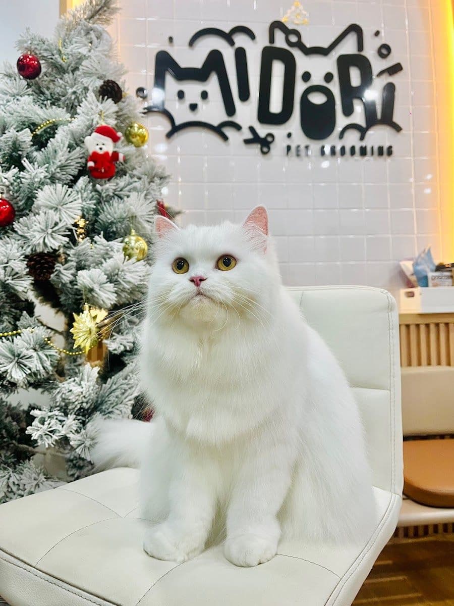 Midori pet grooming