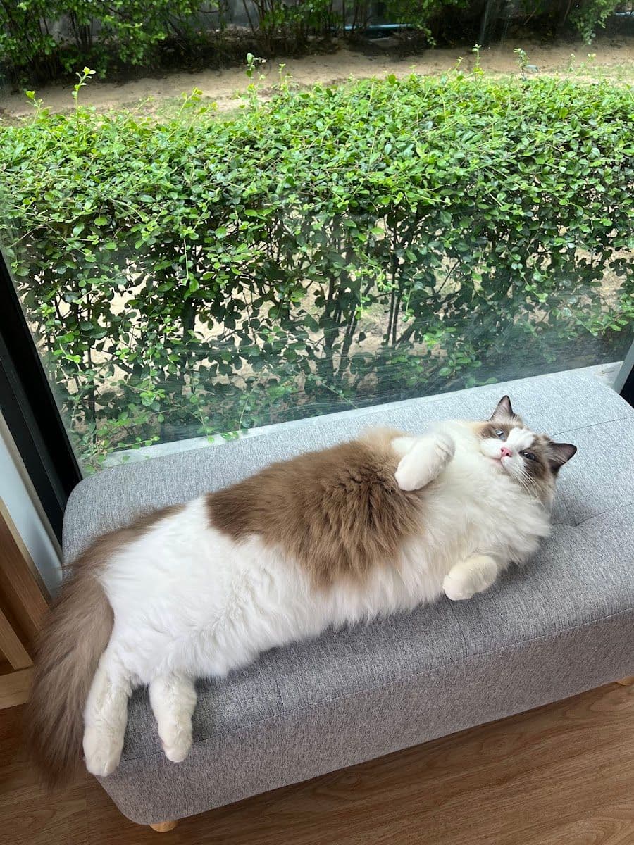 Midori pet grooming gallery 8