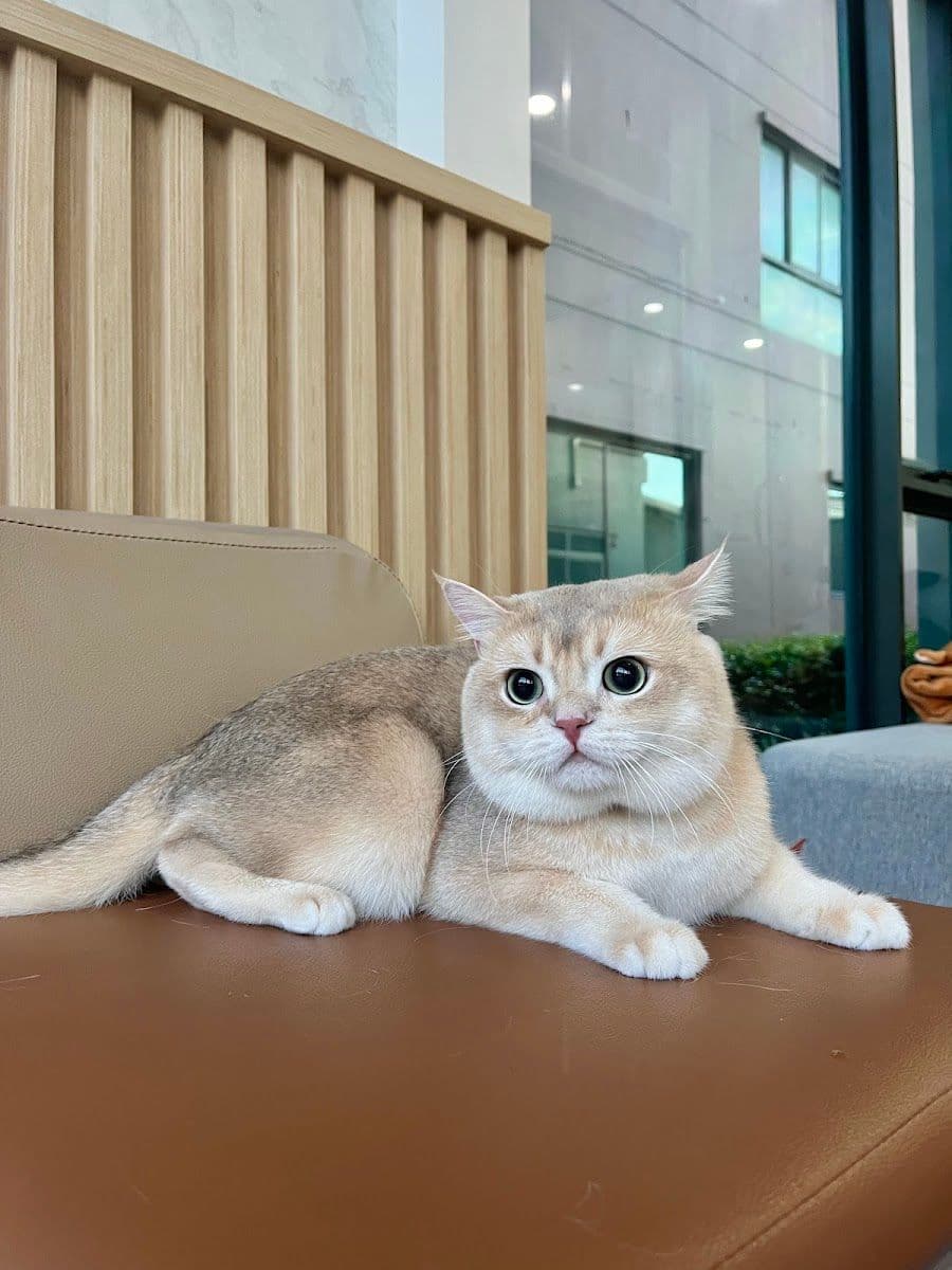 Midori pet grooming gallery 9