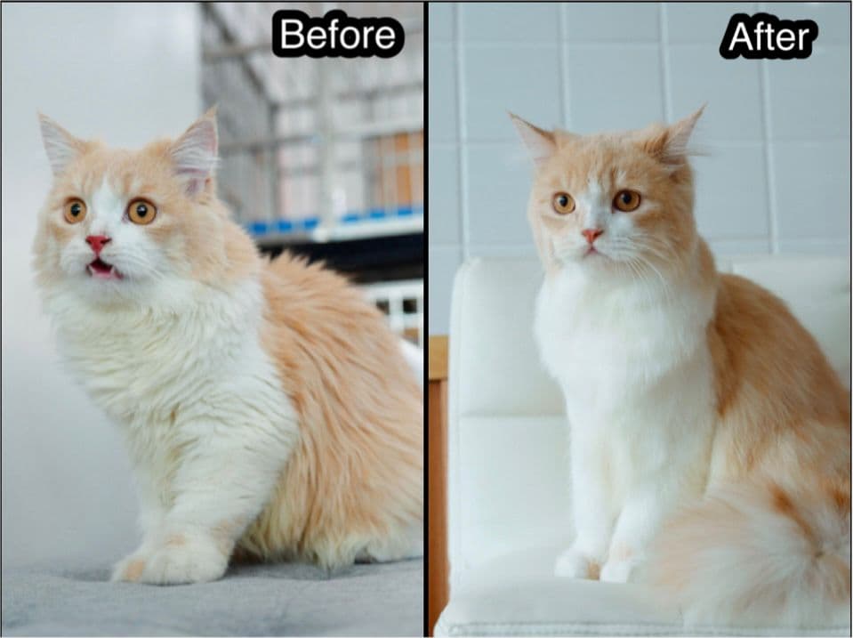 Midori pet grooming image 3