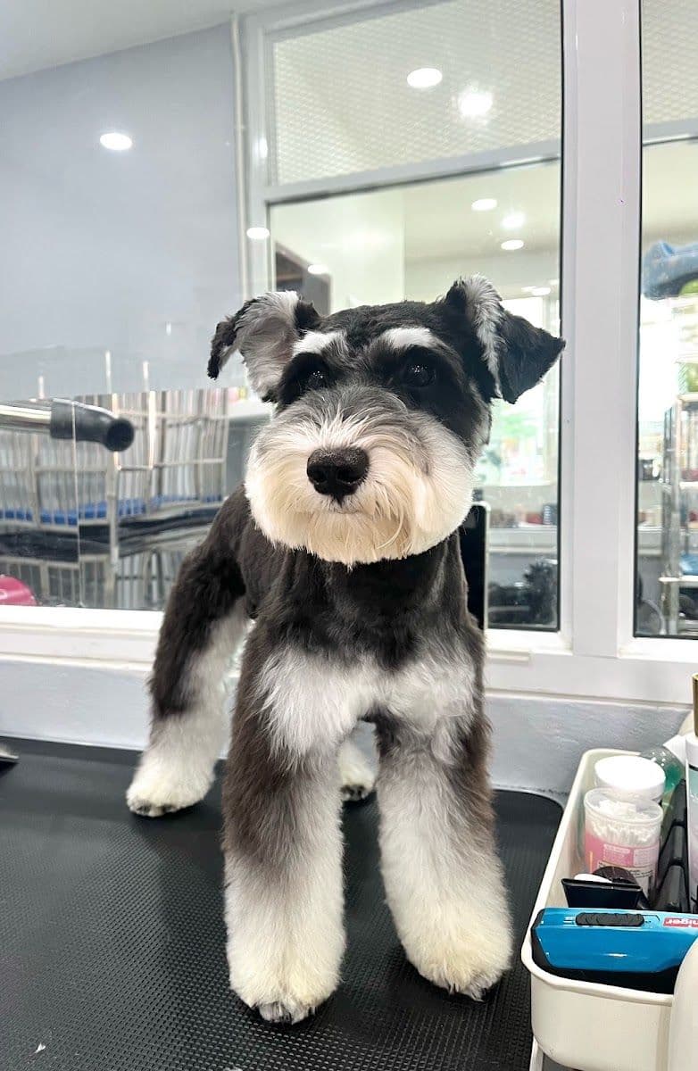 Midori pet grooming gallery 6