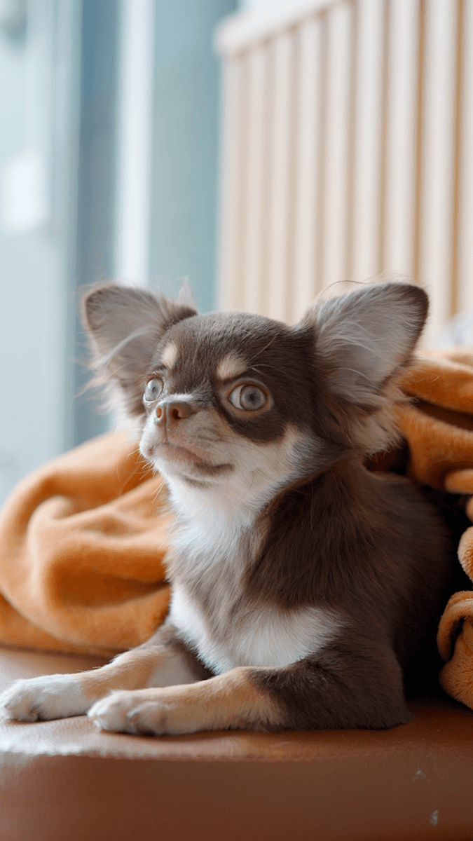 Midori pet grooming gallery 4