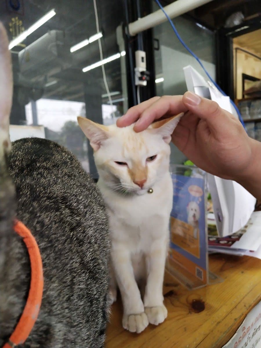 พุดดิ้งเพ็ท อาหารสัตว์ gallery 9