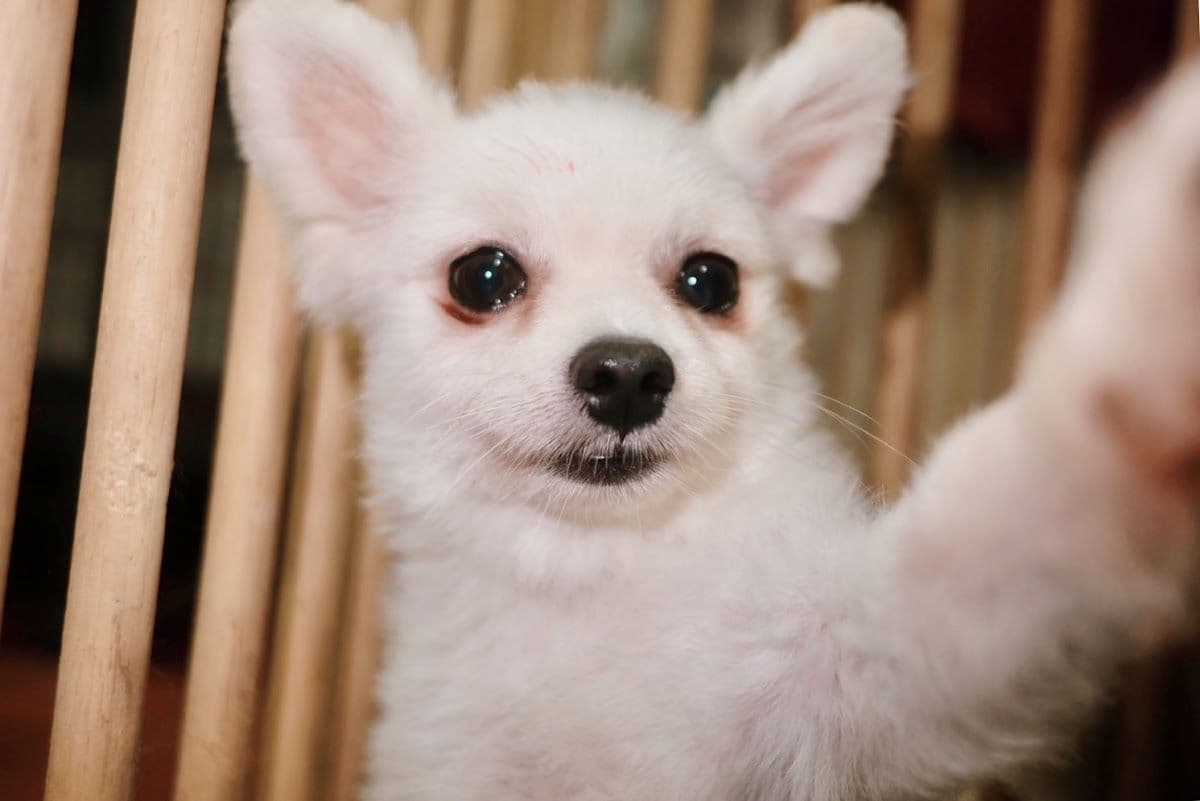 The Puppy Inlove image 3