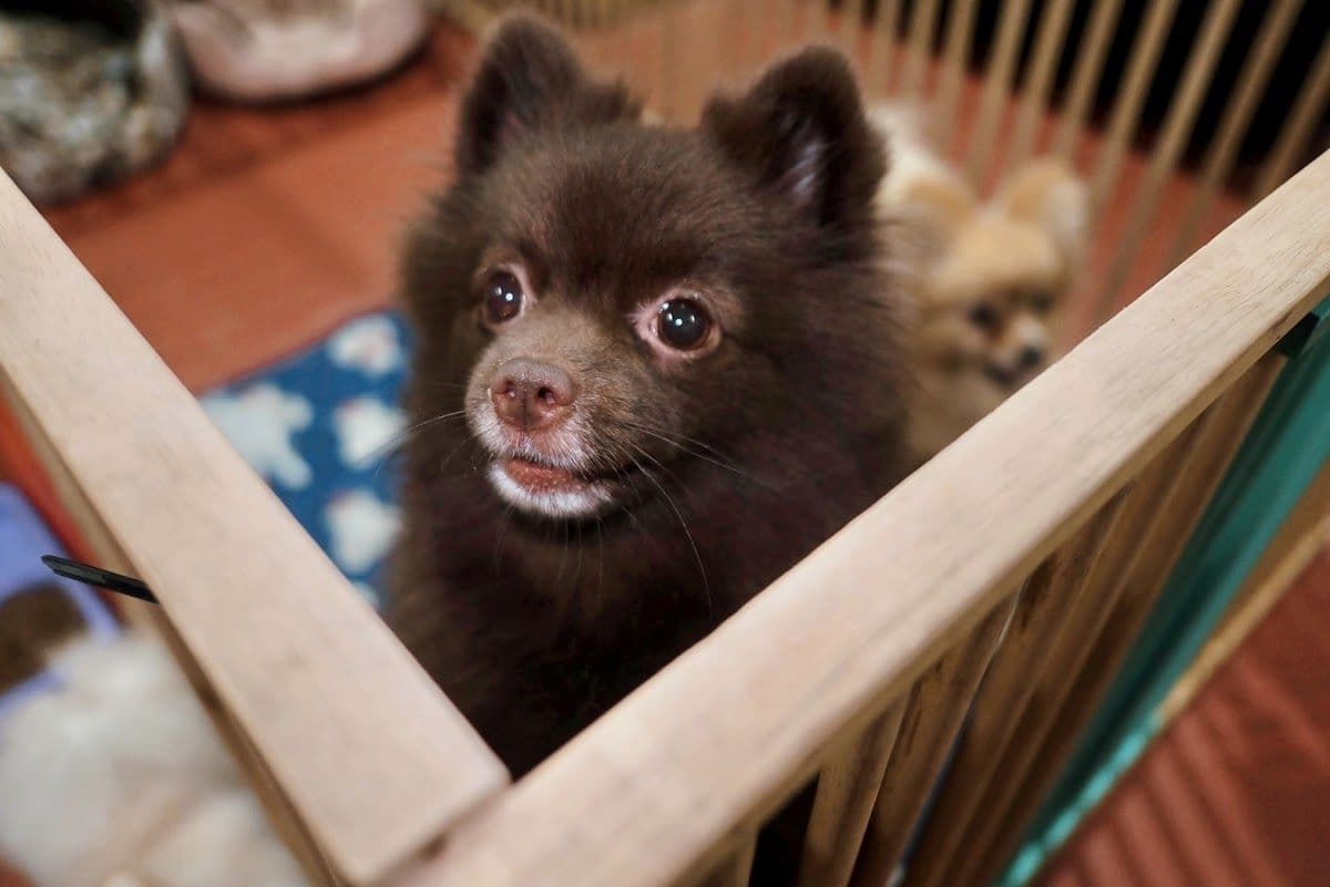 The Puppy Inlove gallery 7