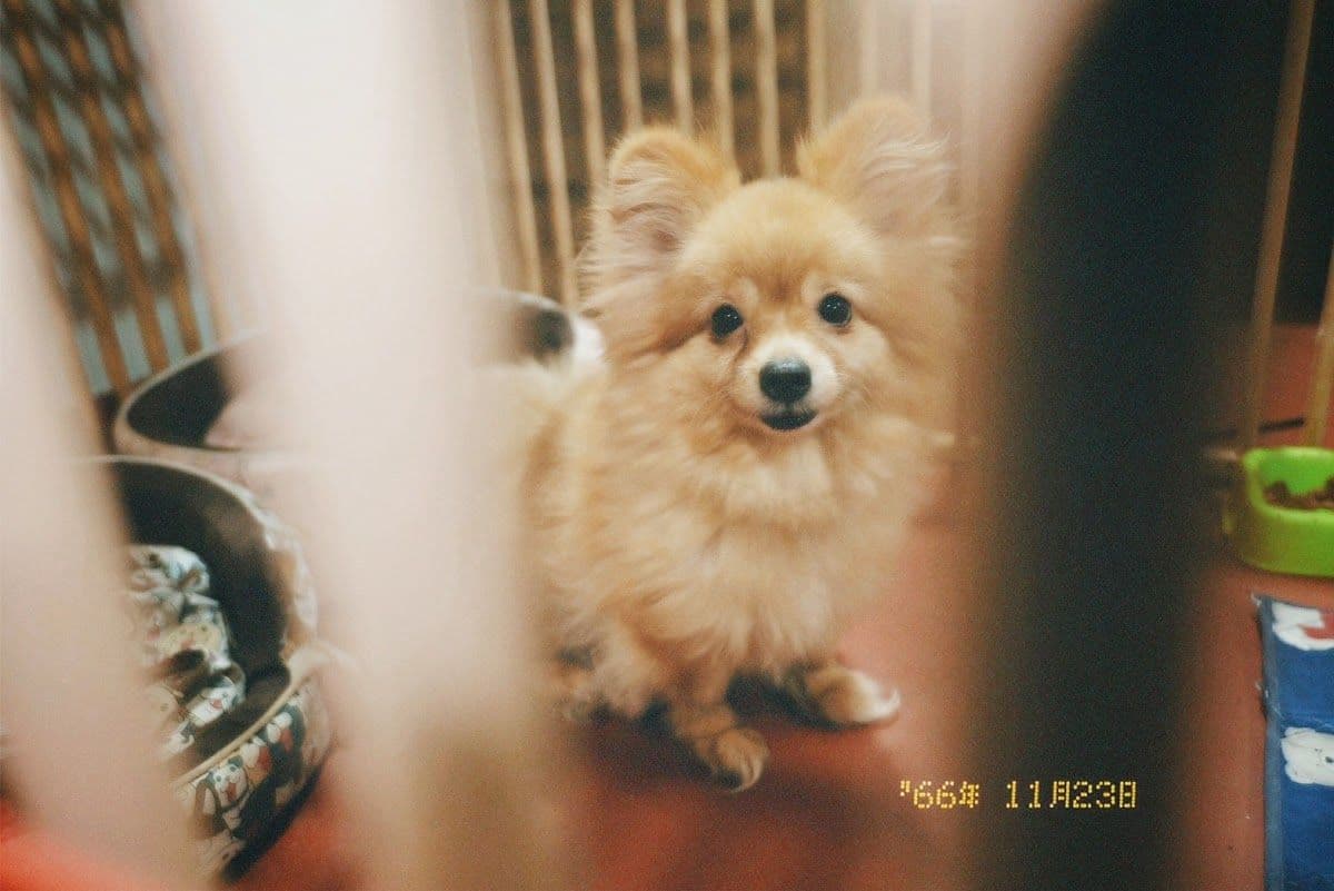 The Puppy Inlove image 2