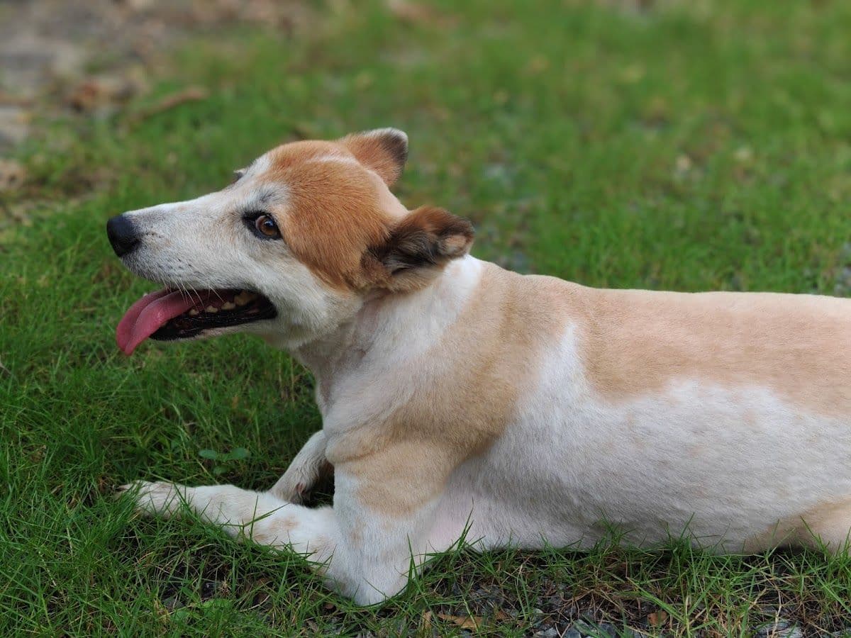The Puppy Inlove gallery 6