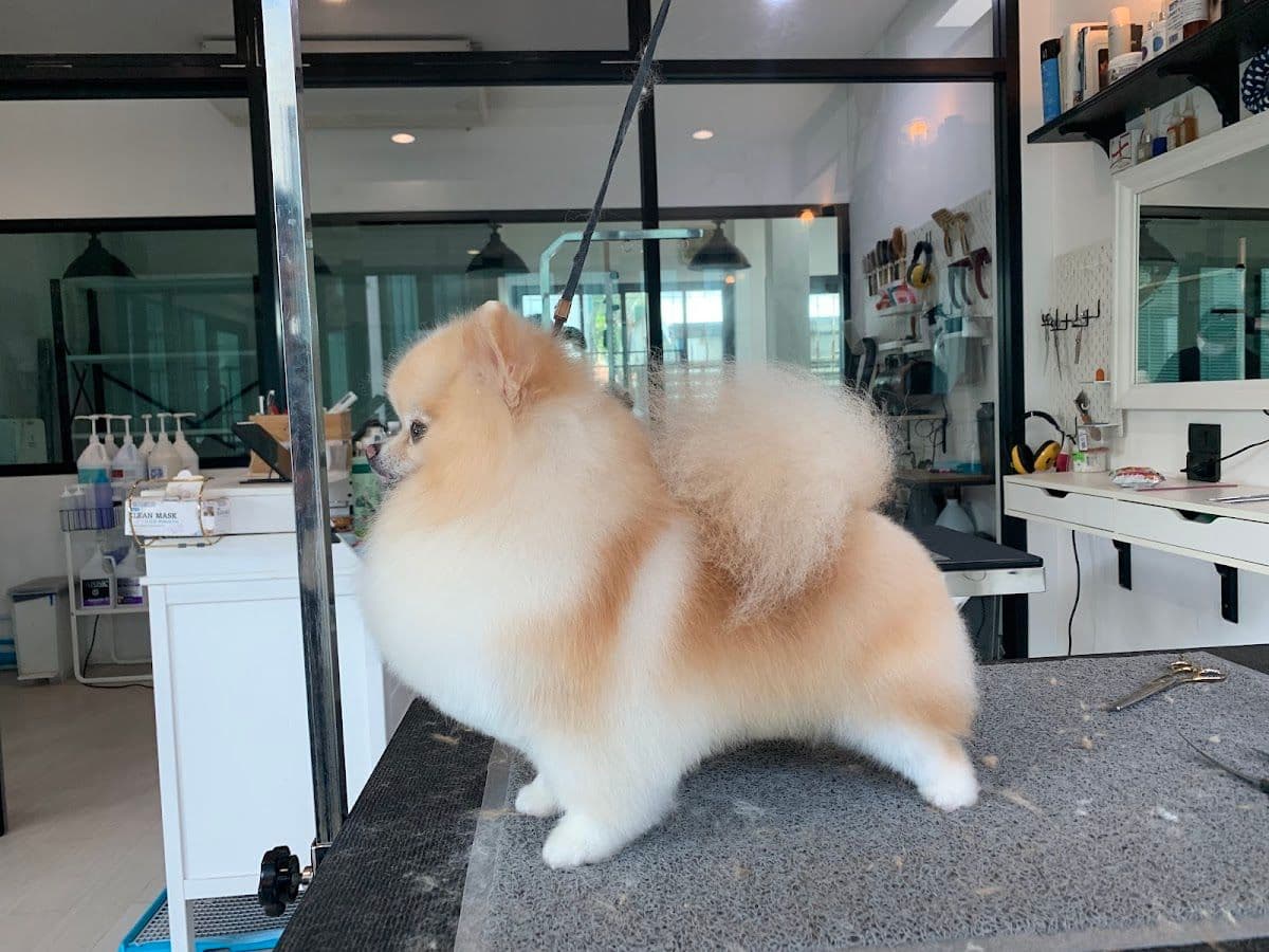 ตาตาร์ กรูมมิ่ง