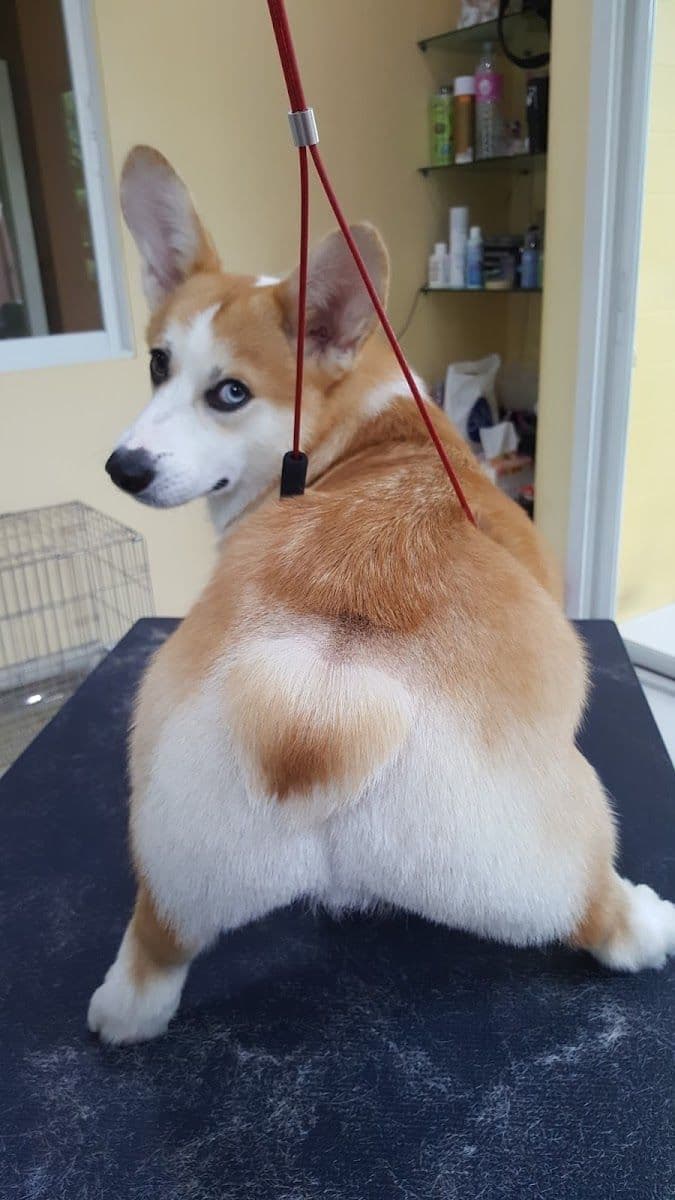 Sailom dog grooming image 3