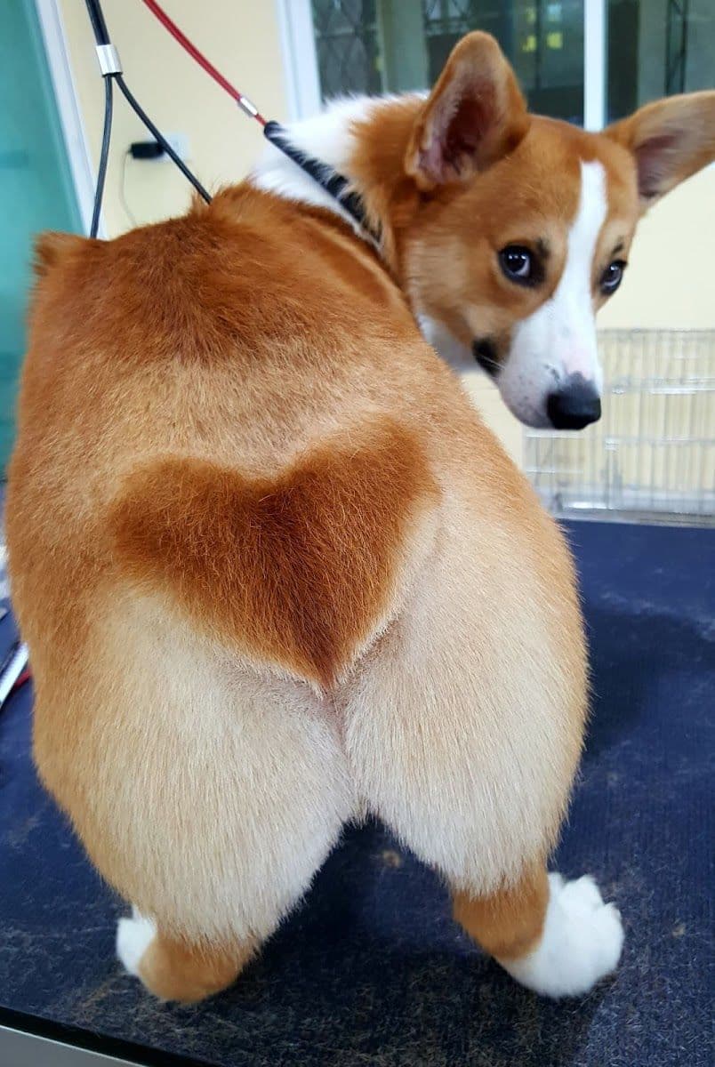 Sailom dog grooming gallery 4