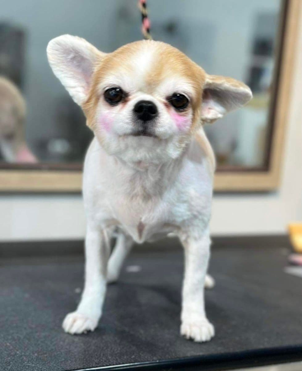 Ban Mor Ant Pet Hospital gallery 6