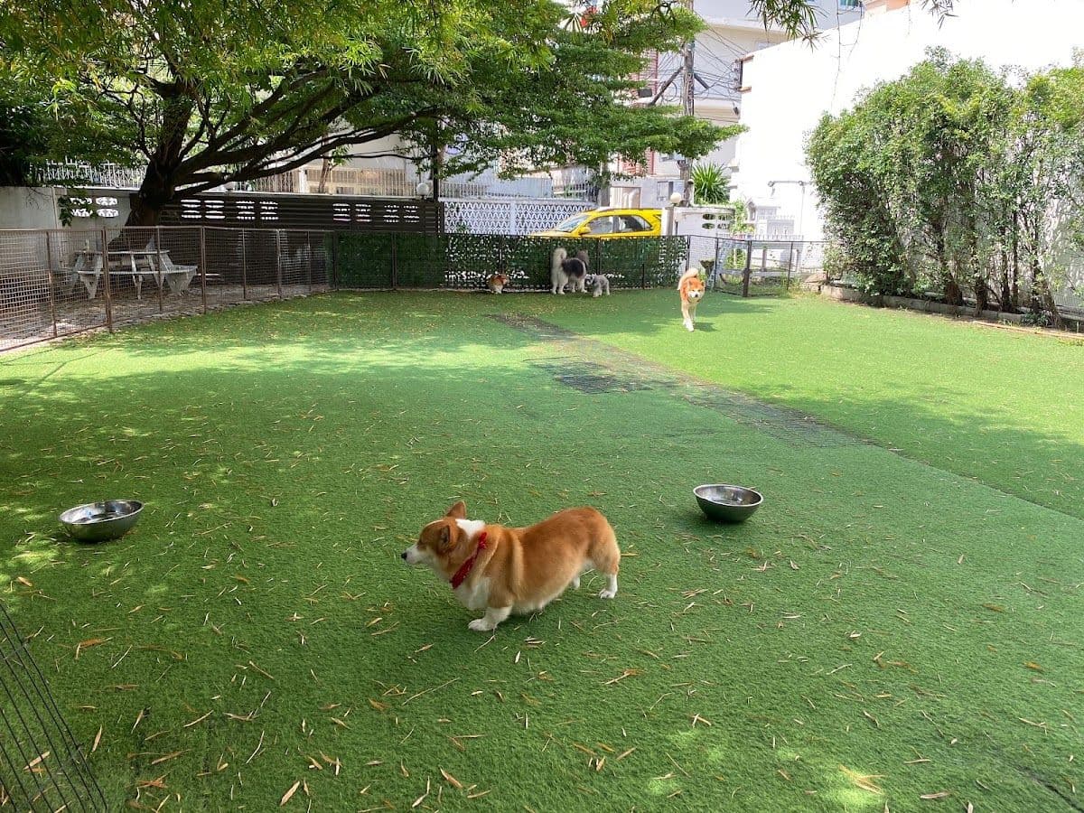 Dog In Town gallery 6
