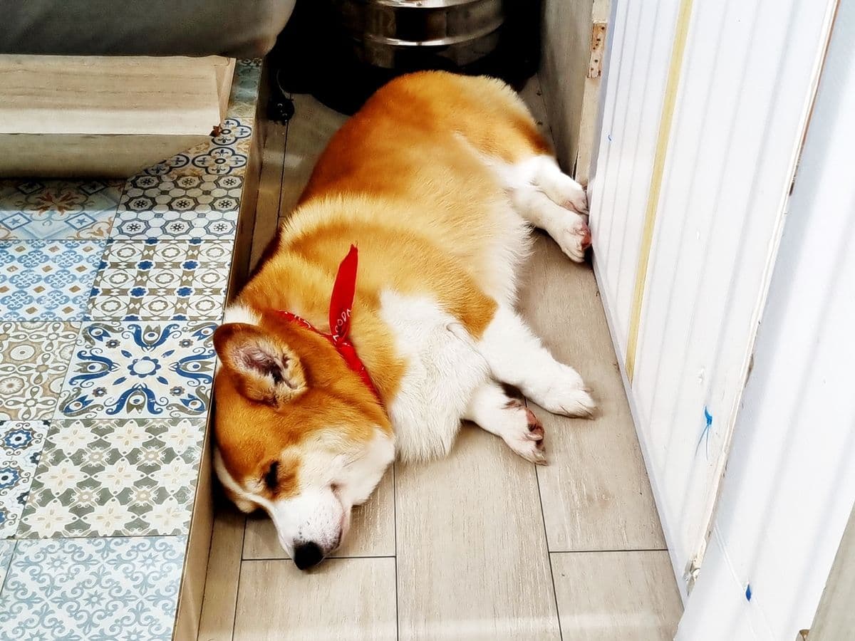 Dog In Town gallery 5