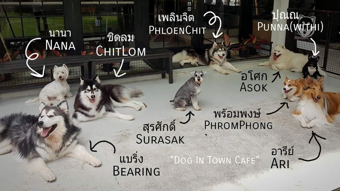 Dog In Town gallery 4