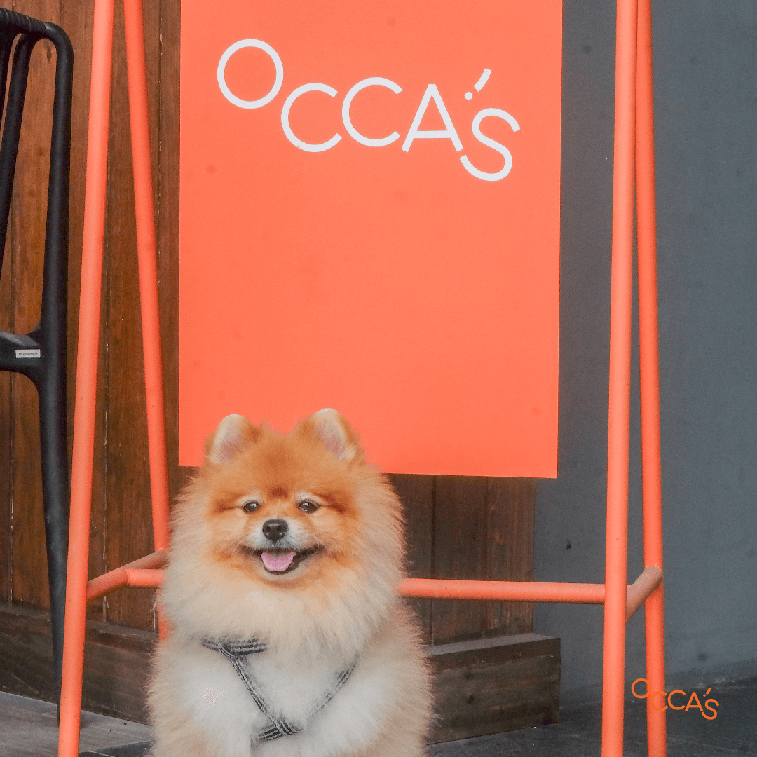 Occa's image 2