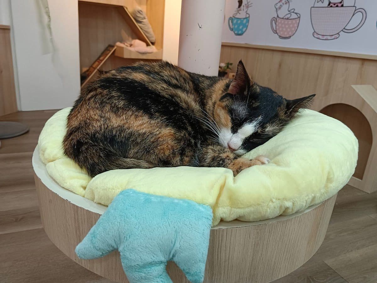 Catstale Cafe gallery 8