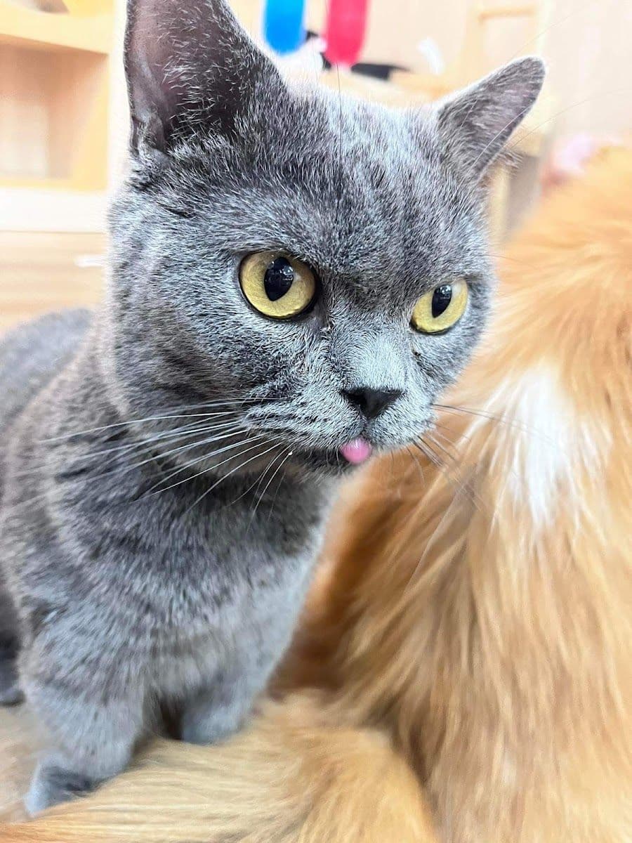 Catstale Cafe gallery 7