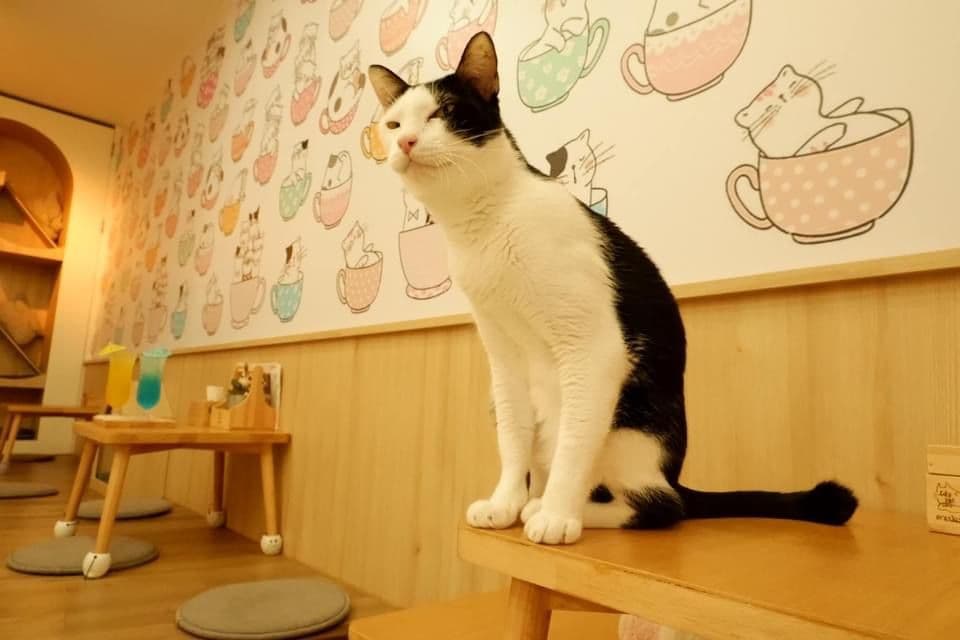 Catstale Cafe image 2