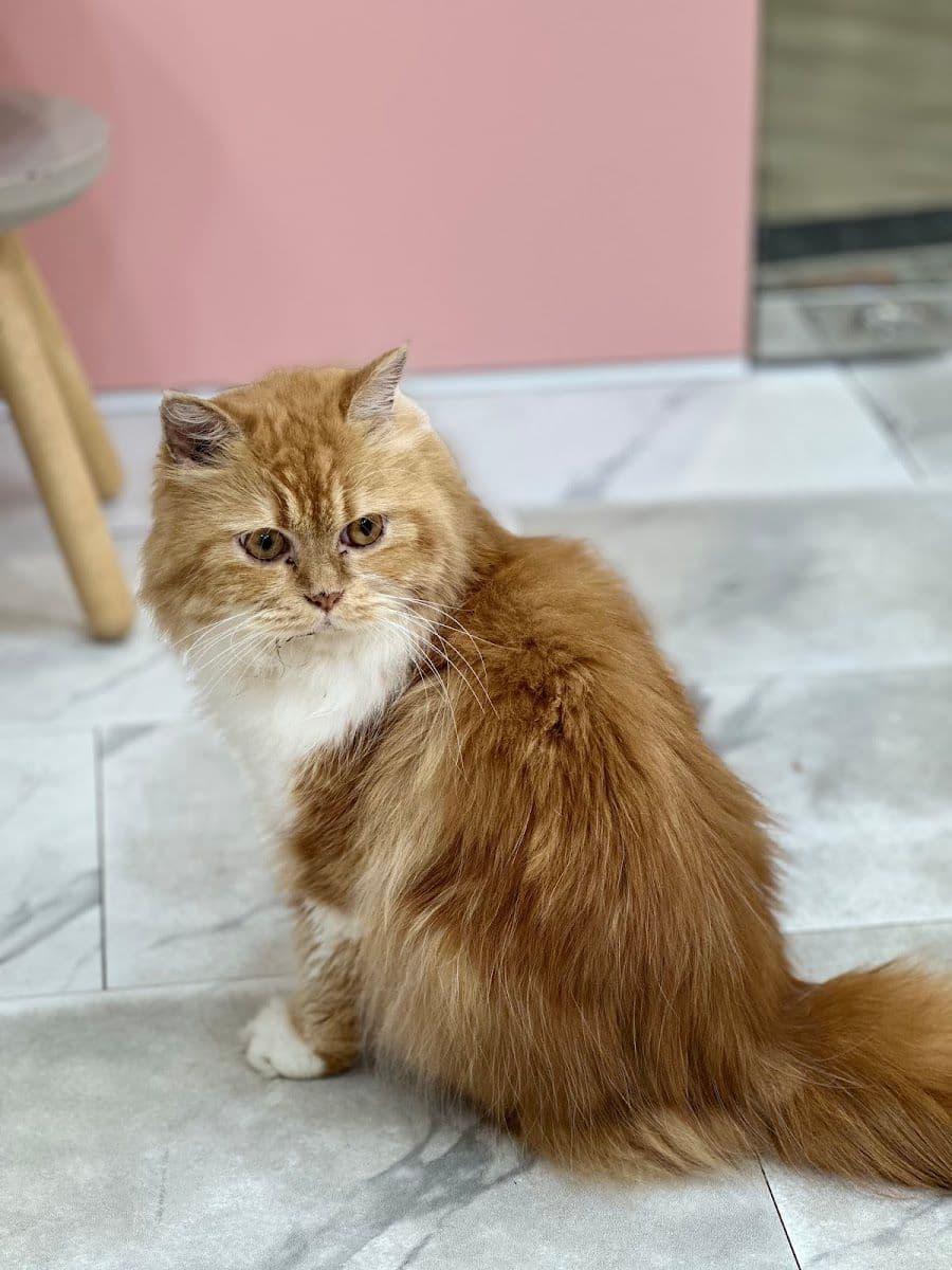 Catstale Cafe gallery 5