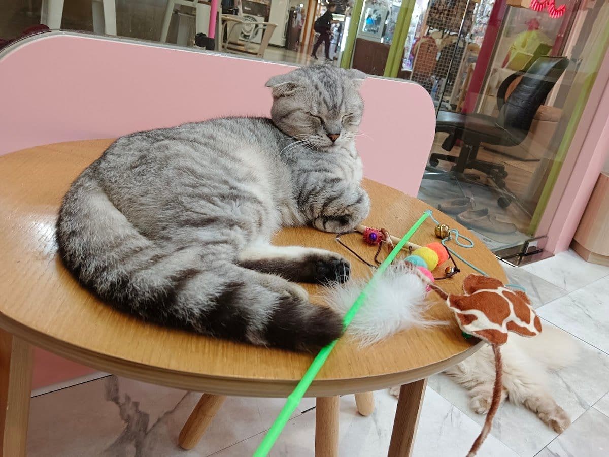 Catstale Cafe image 3