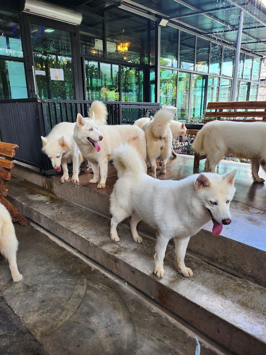 Dog Country Cafe gallery 8