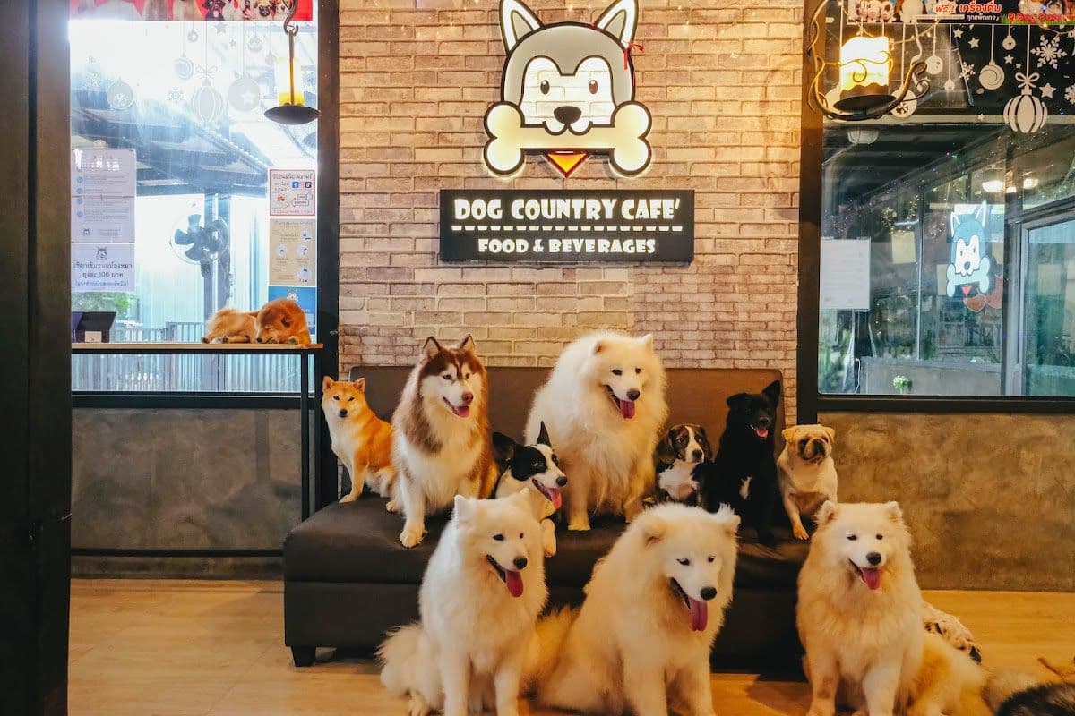 Dog Country Cafe gallery 4