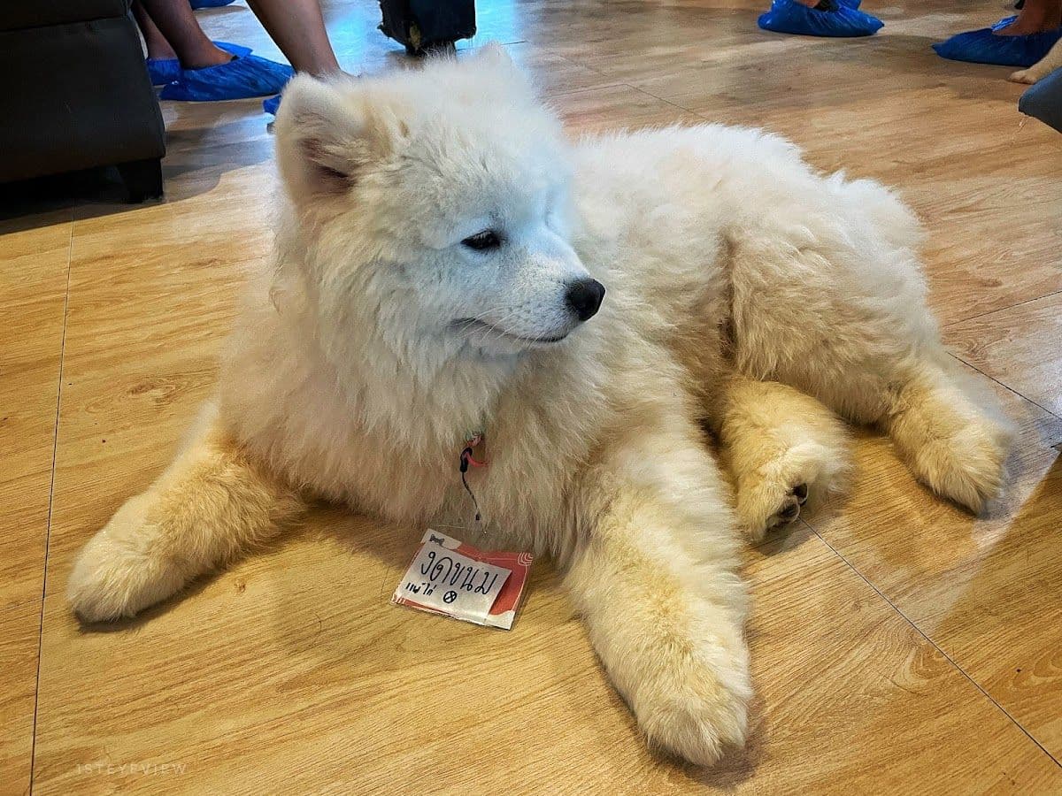 Dog Country Cafe gallery 5