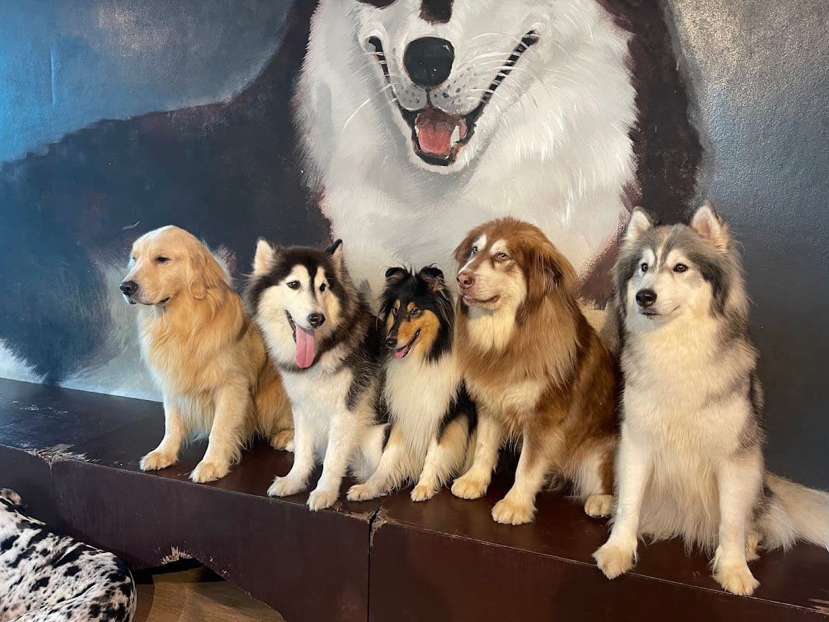 Dog Country Cafe image 3