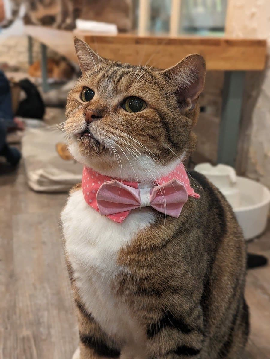 Caturday Cat Cafe gallery 8
