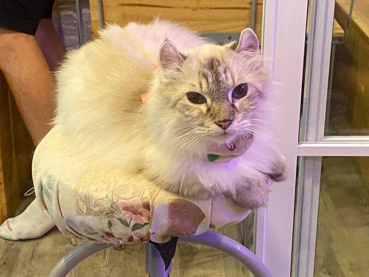 Caturday Cat Cafe gallery 9