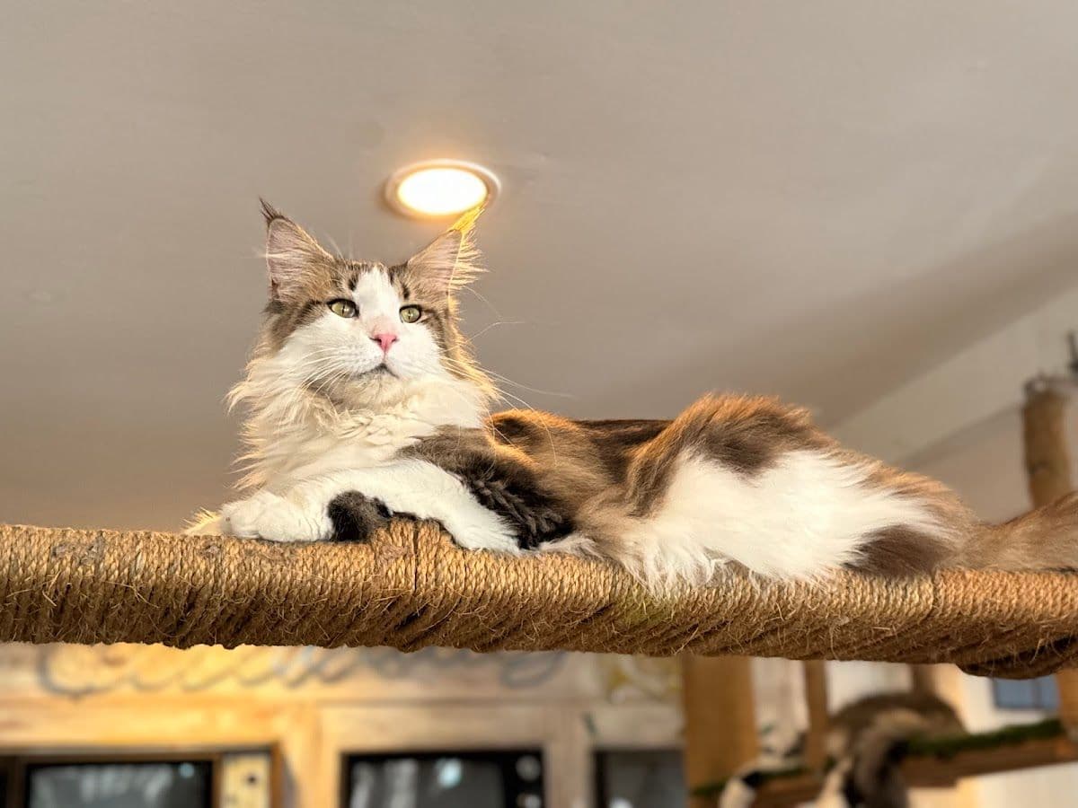 Caturday Cat Cafe image 3