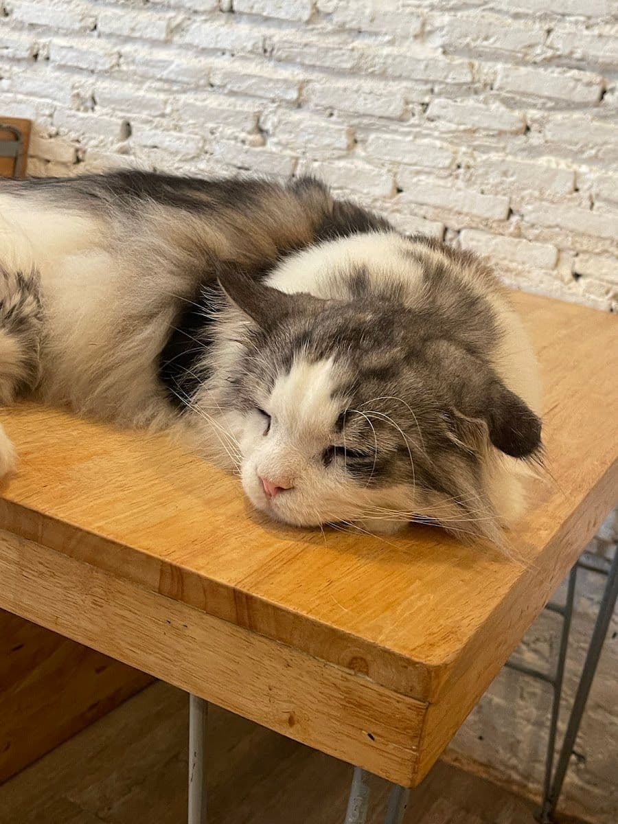 Caturday Cat Cafe gallery 7