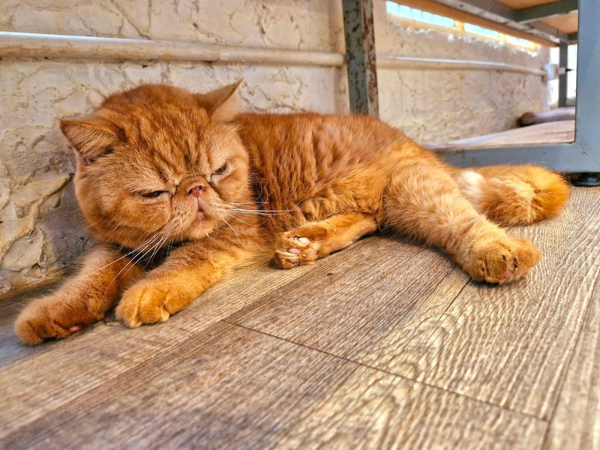 Caturday Cat Cafe gallery 5