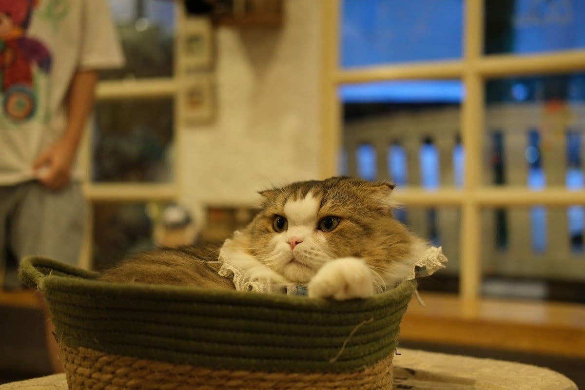 Caturday Cat Cafe image 2