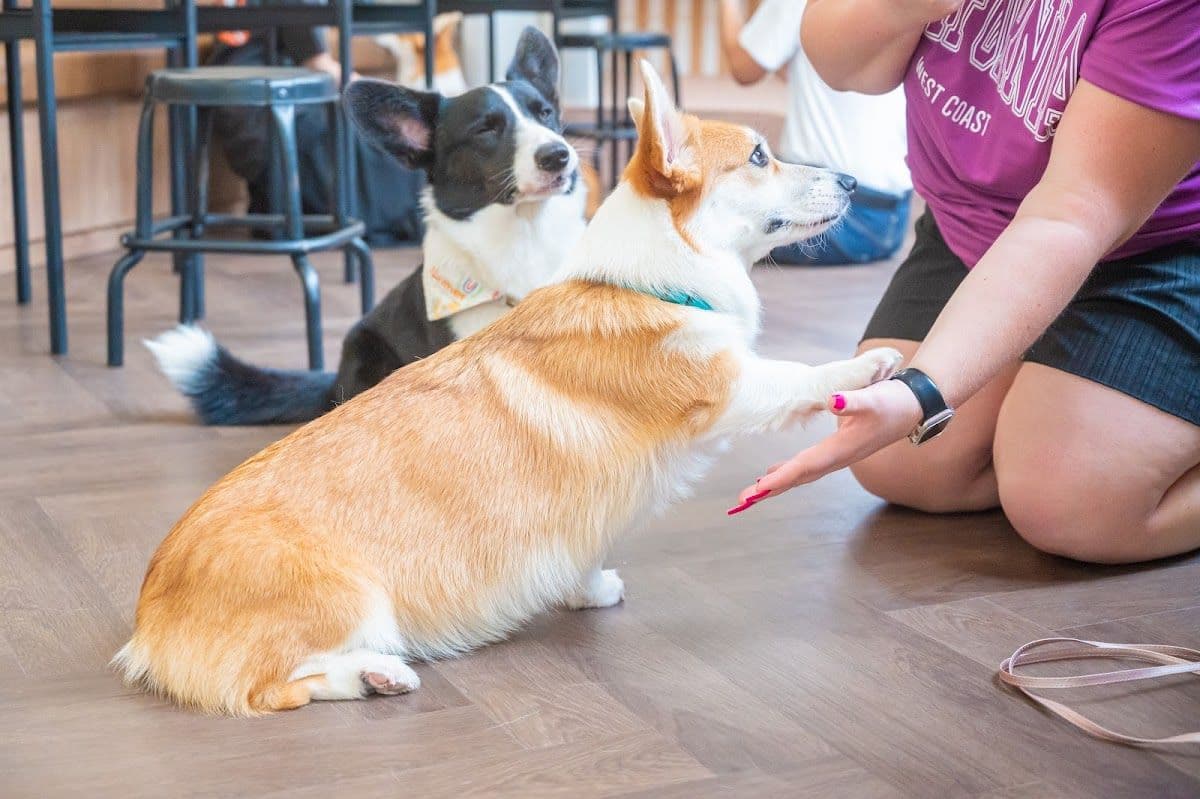 Corgi in the Garden gallery 5