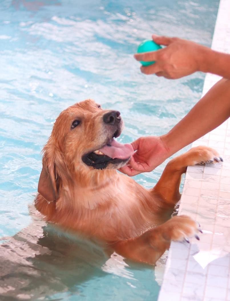 Dogland Gold Grooming & Resort gallery 5