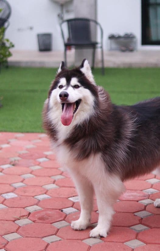Dogland Gold Grooming & Resort gallery 7