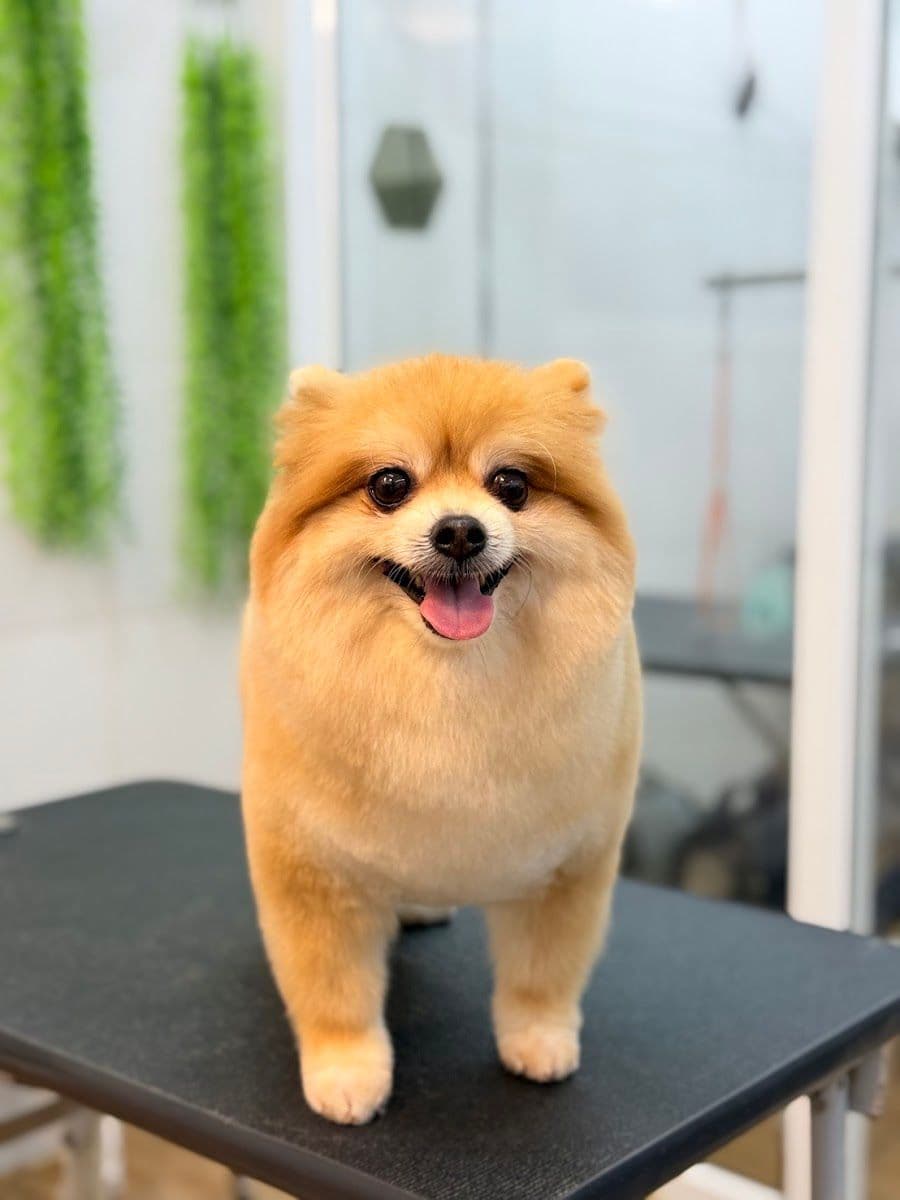 Dogland Gold Grooming & Resort gallery 6