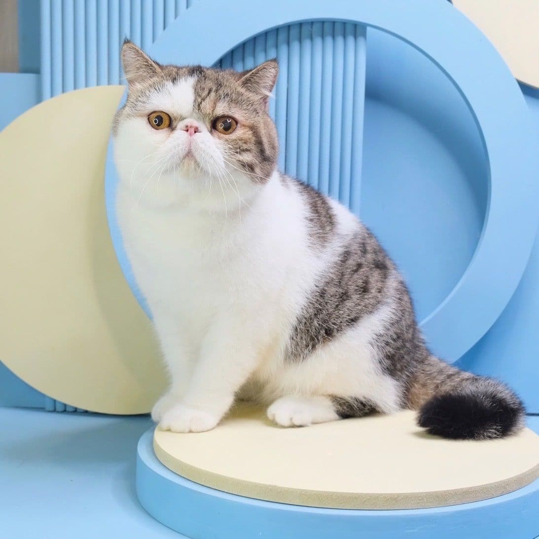 Babyboo cat grooming gallery 6