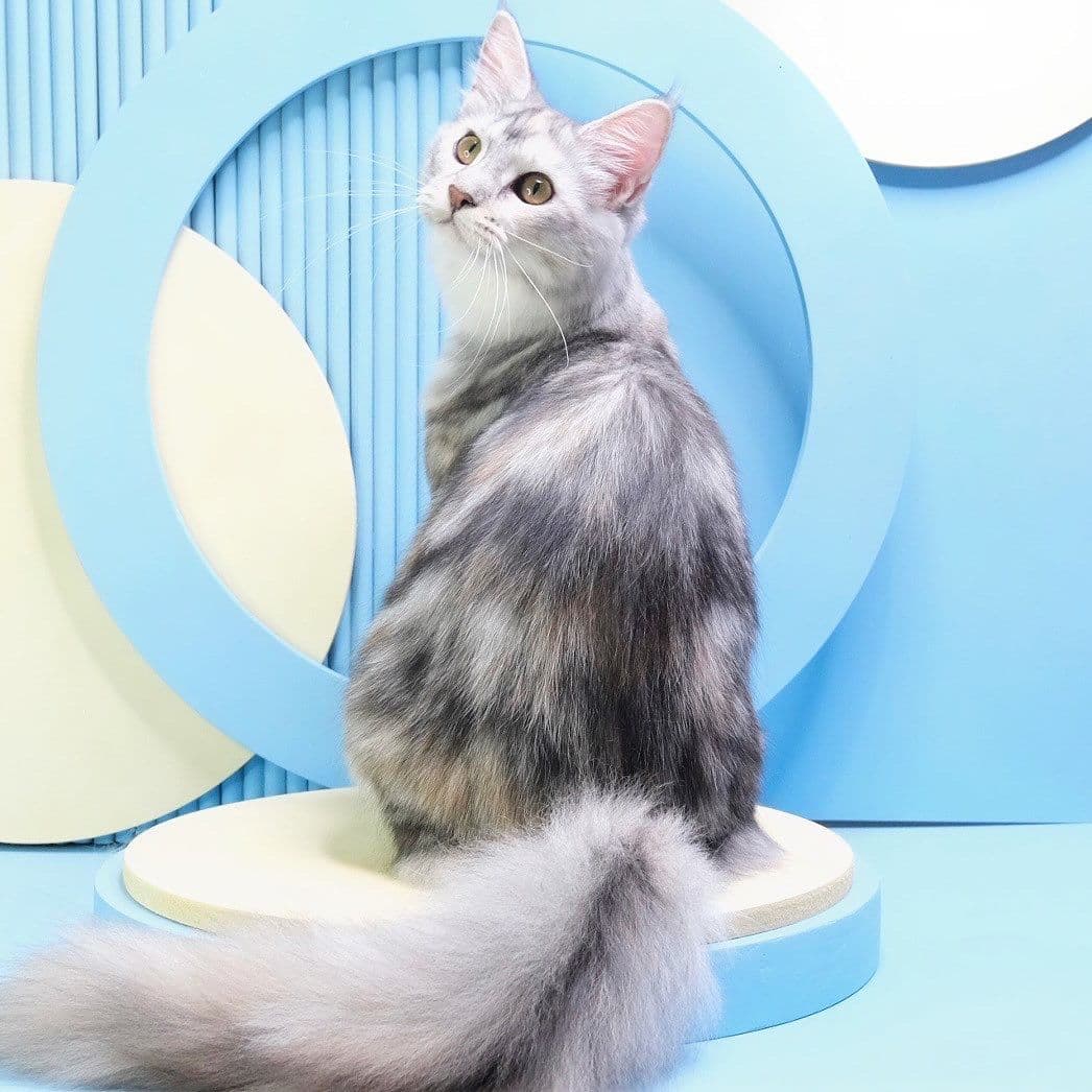 Babyboo cat grooming gallery 5