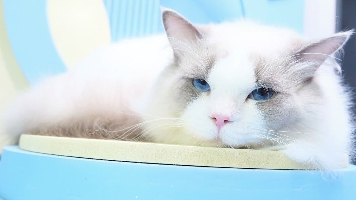 Babyboo cat grooming image 2