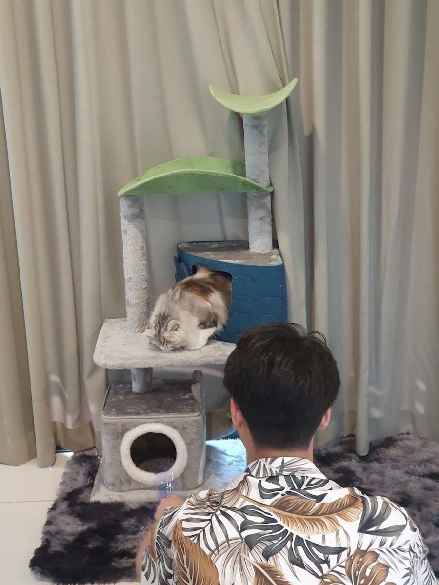 Babyboo cat grooming gallery 8