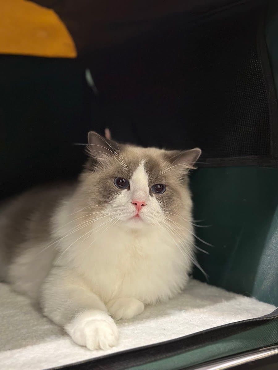 Babyboo cat grooming gallery 4