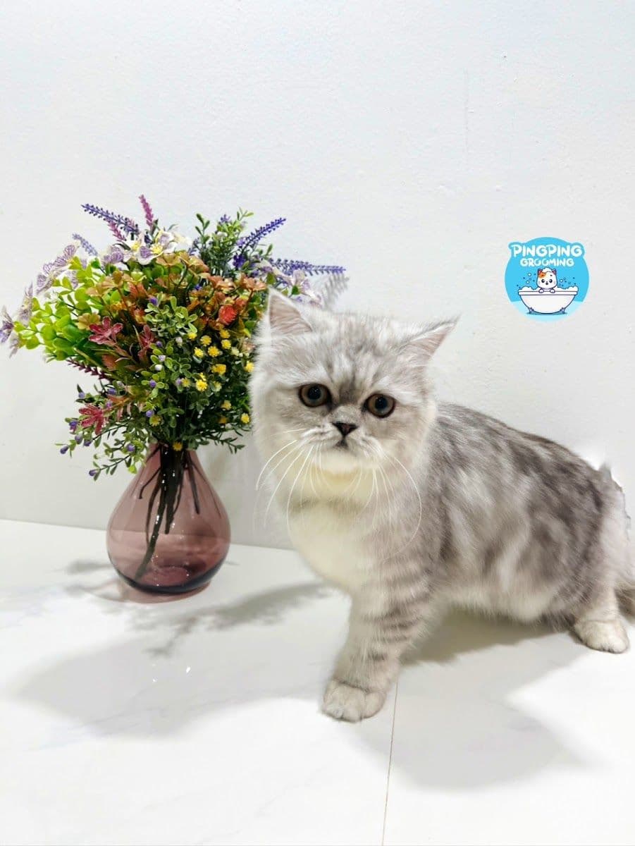 Pingpinggrooming